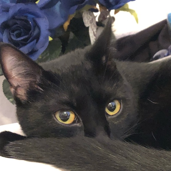 Meet your Posher, Toff - Picture 2 of 3